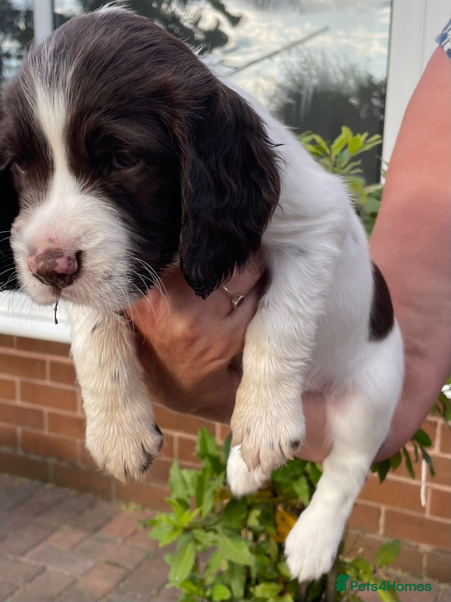 English Springer Spaniel dogs Quality KC registered ESS. Health screened. - Advert 2