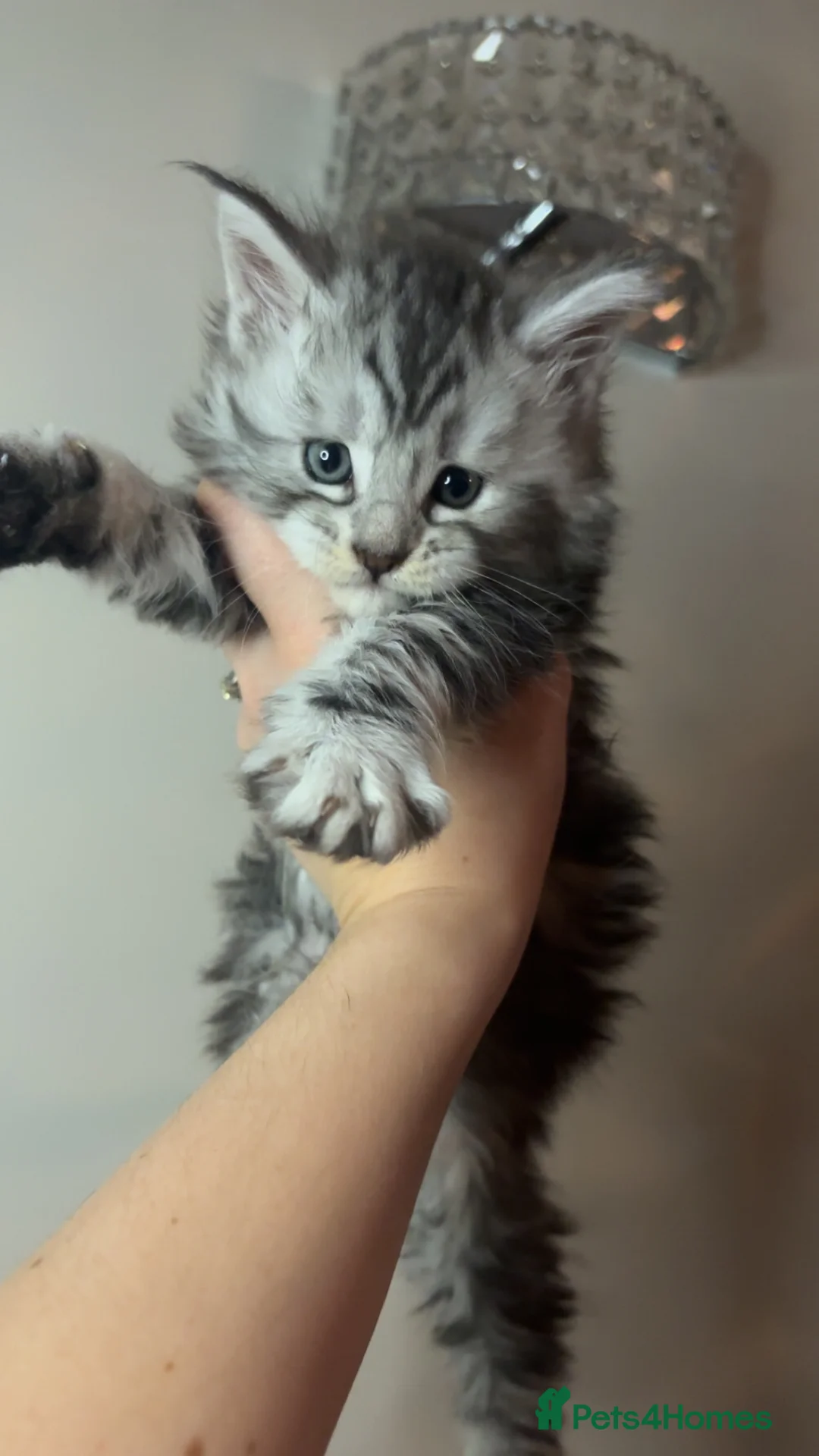 Maine Coon cats for sale: TICA Registered Maine Coon Kittens - Advert 1
