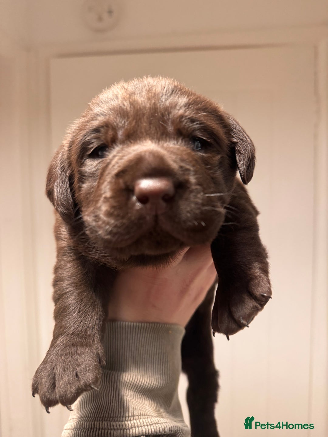 Labrador Retriever dogs for sale: Chunky chocolate Labrador puppies - Advert 1