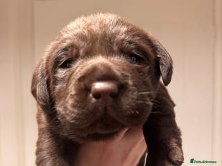 Labrador Retriever dogs Chunky chocolate Labrador puppies - Advert 7