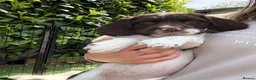 English Springer Spaniel dogs for sale: Lovely English springer spainels for sale! - Advert 5