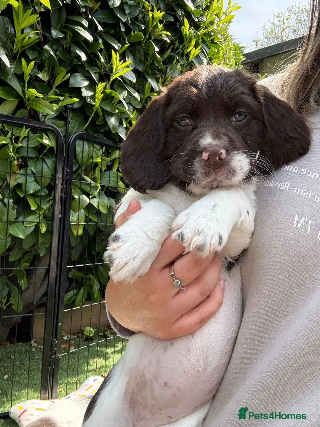 English Springer Spaniel dogs for sale: Lovely English springer spainels for sale! - Advert 5