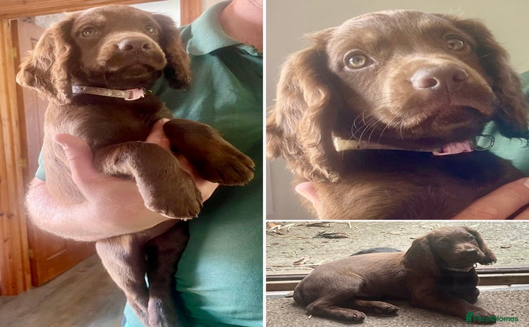 Cocker Spaniel dogs - Advert 1