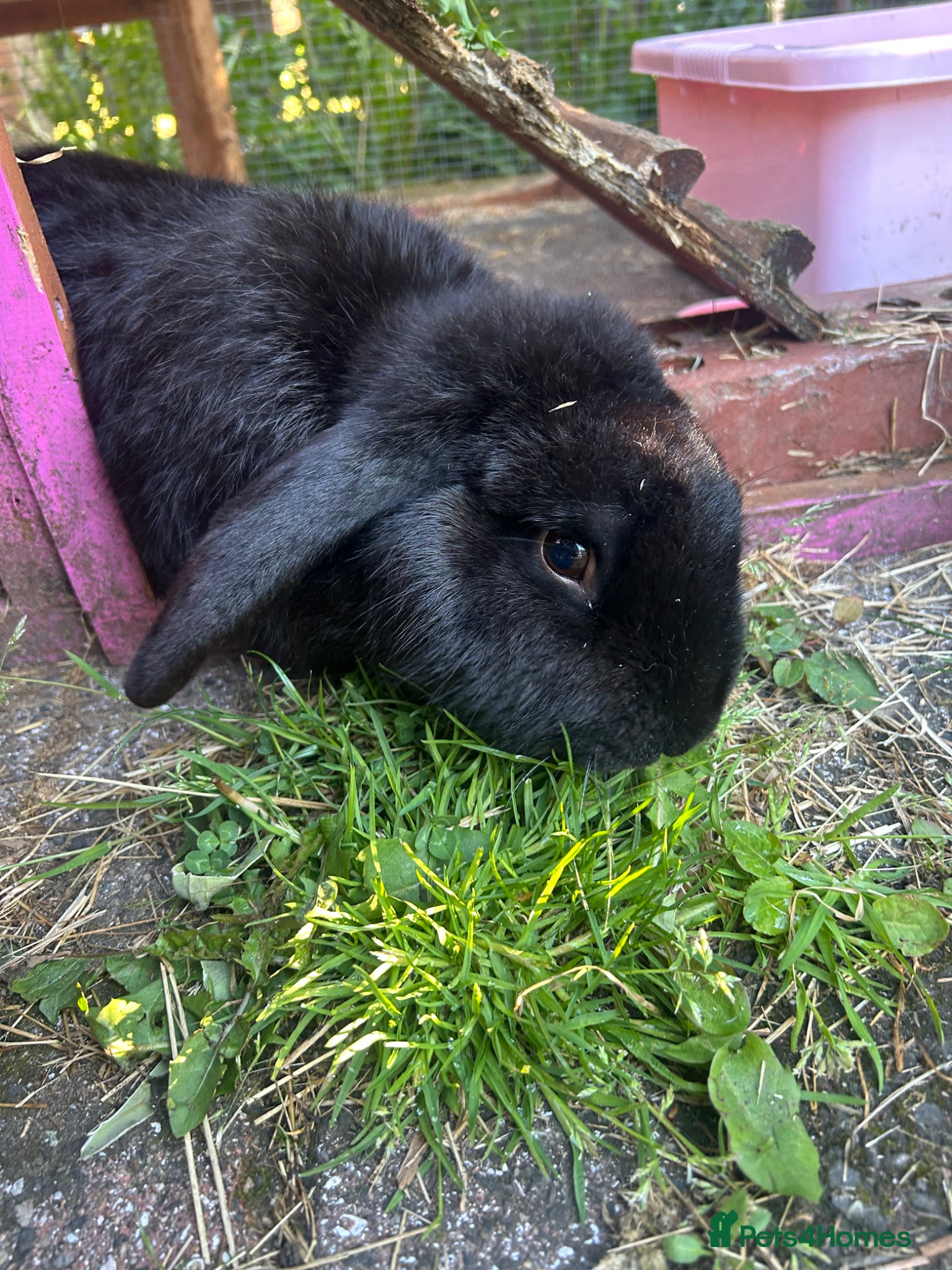 French Lop rabbits Boy rabbit to rehome  - Advert 1