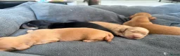 Miniature Dachshund dogs for sale:  KC Registered Long-Haired Dachshund Puppies ✨ - Advert 9