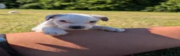 Jack Russell dogs for sale: Jack Russell puppies  in Dundee - Advert 12