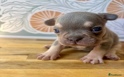 French Bulldog dogs for sale: ONE FEMALE LEFT -gorgeous grey French Bulldogs - Image 18