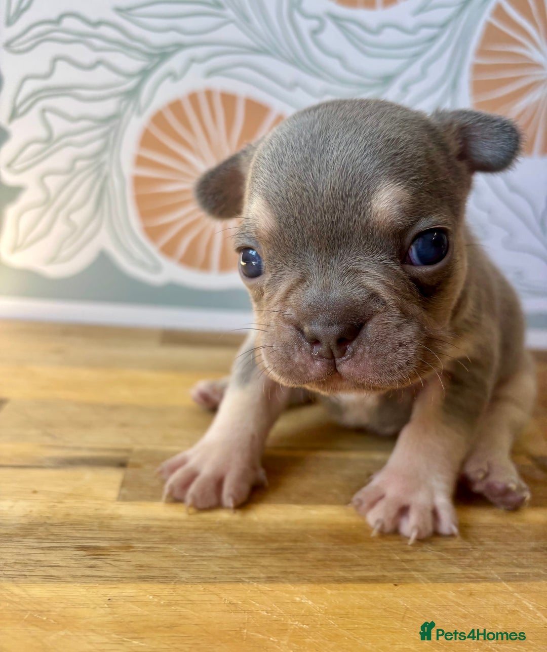 French Bulldog dogs for sale: ONE FEMALE LEFT -gorgeous grey French Bulldogs - Image 18