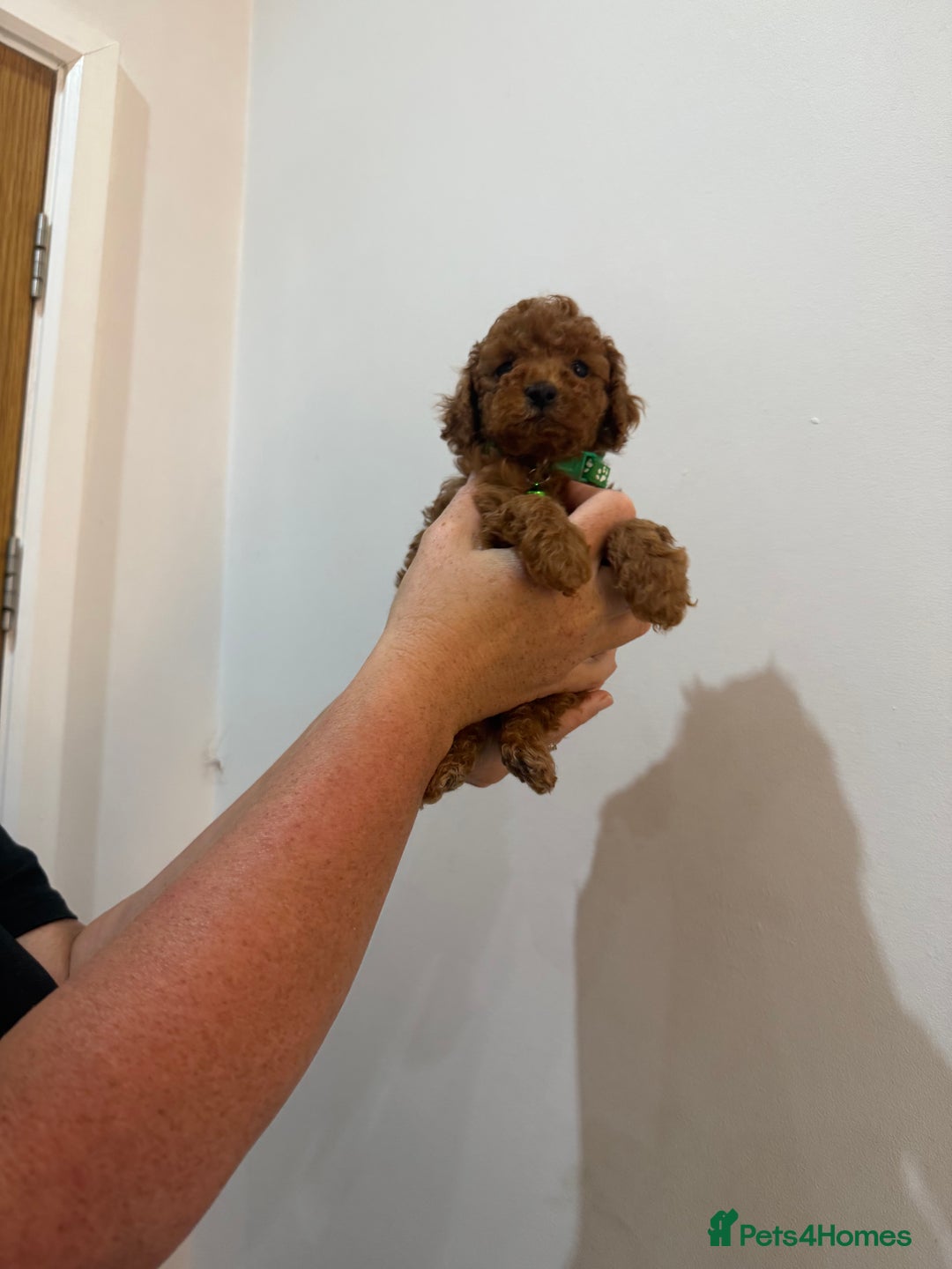Miniature Poodle dogs for sale: Mini poodle puppies ready to leave Friday  in Swansea - Image 13