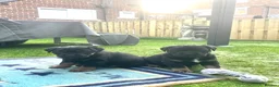 Rottweiler dogs for sale: Last 1 Left Chunky Female  - Advert 7