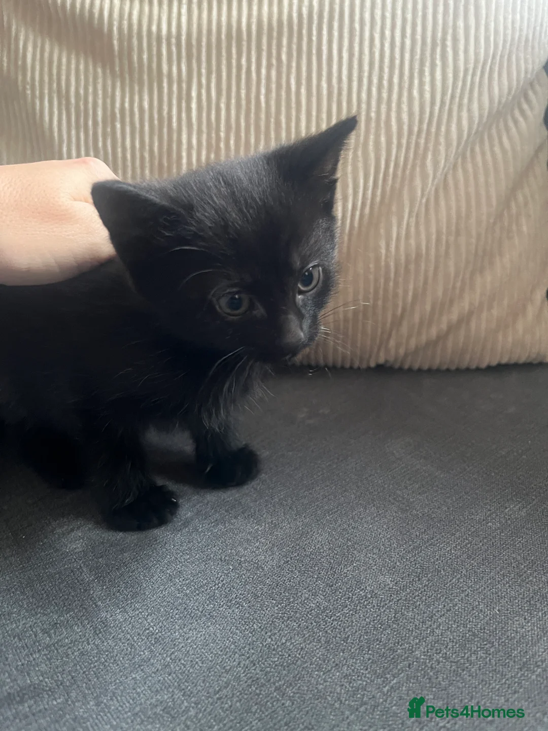 Mixed Breed cats for sale: 4 Gorgeous Friendly Male Kittens - Advert 8