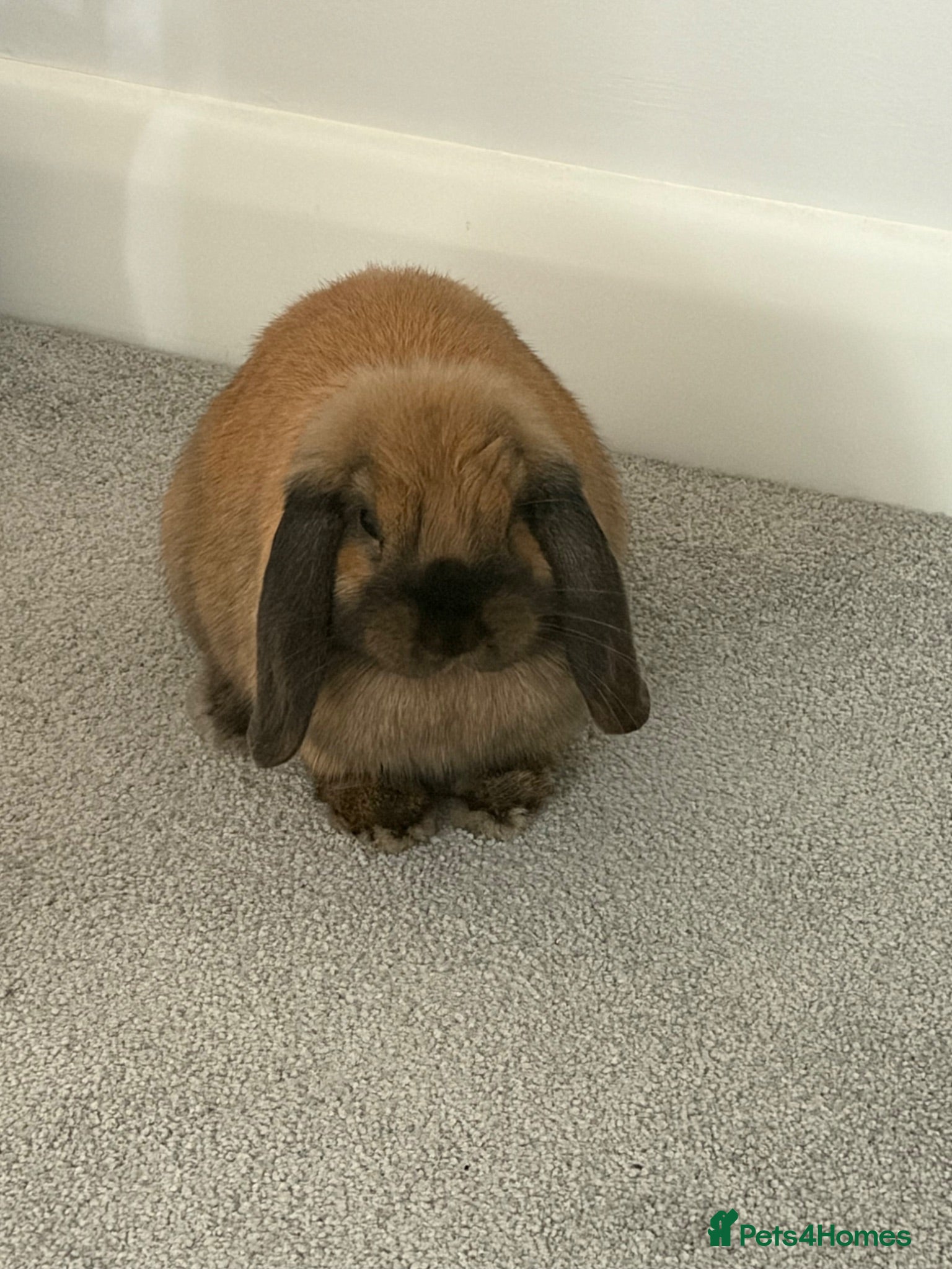 Mini Lop rabbits Beautiful mini lop to be rehomed  - Advert 6