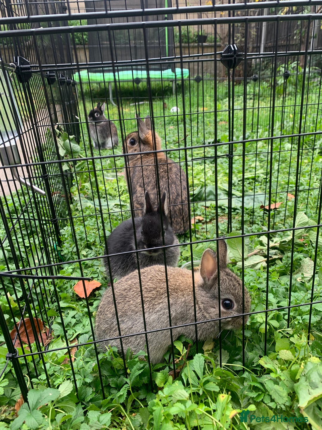 Netherland Dwarf rabbits for sale: Gorgeous Netherland Dwarf Rabbit - Advert 7