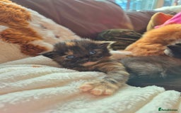 Mixed Breed cats for sale: Super friendly, fluffy kittens! 😻 - Image 24