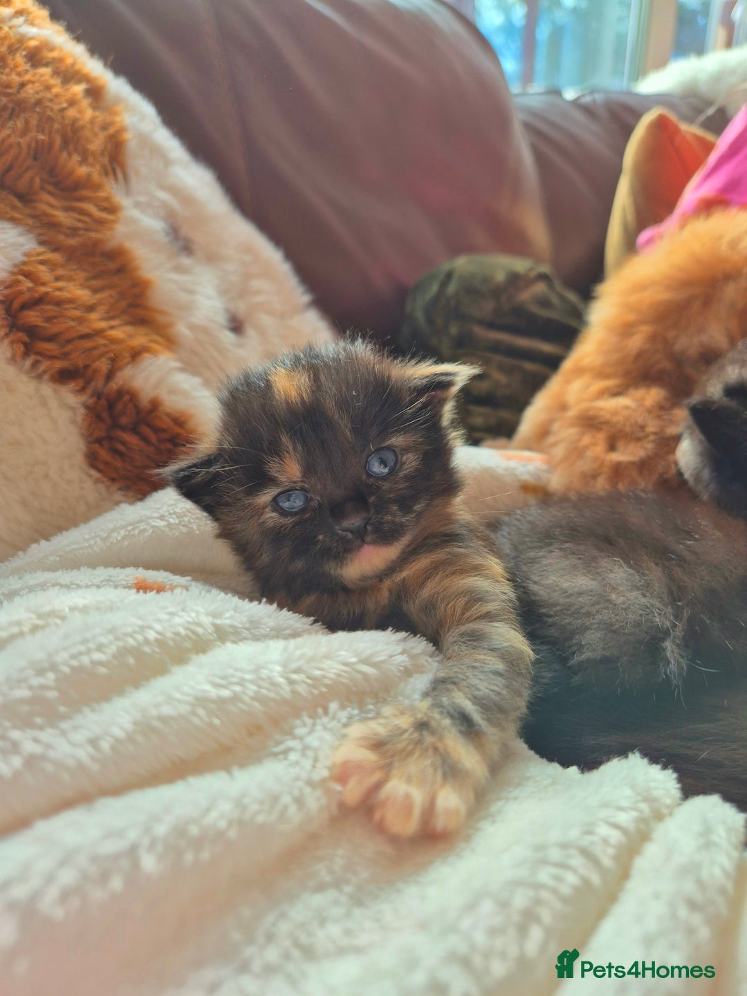 Mixed Breed cats for sale: Super friendly, fluffy kittens! 😻 - Image 24