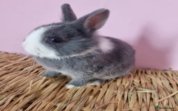 Netherland Dwarf rabbits for sale: Netherlands dwarf bunnies  - Image 5