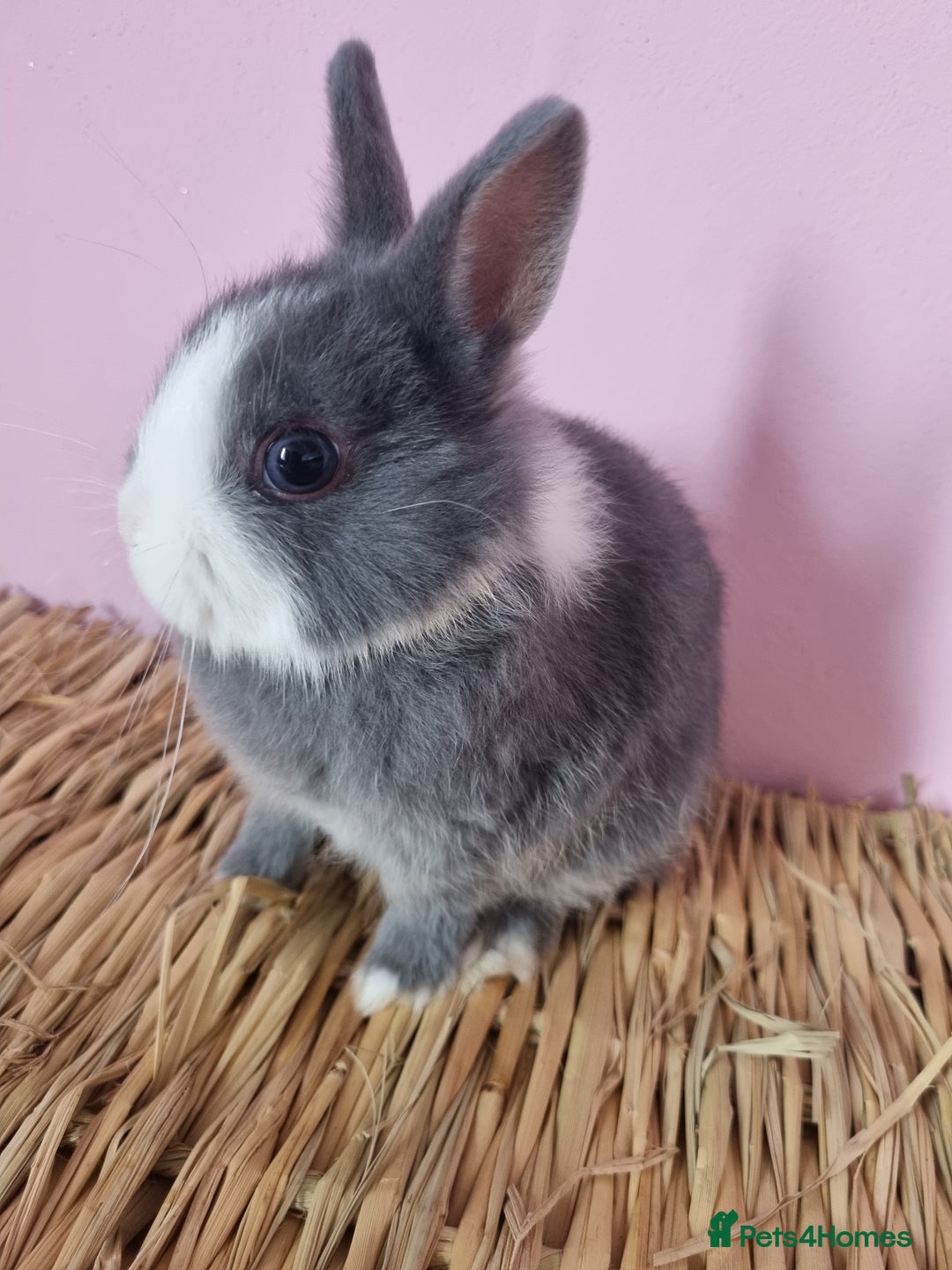 Netherland Dwarf rabbits for sale: Netherlands dwarf bunnies  - Image 5