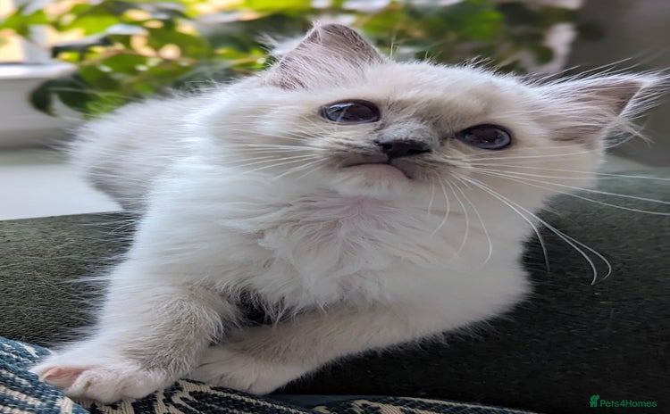 Ragdoll cats - Advert 6