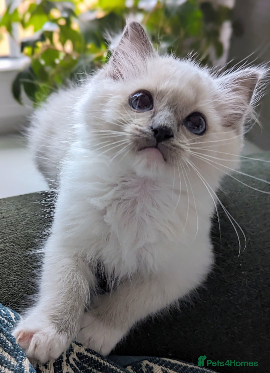 Ragdoll cats for sale: Last Gorgeous Ragdoll kitten - Image 1