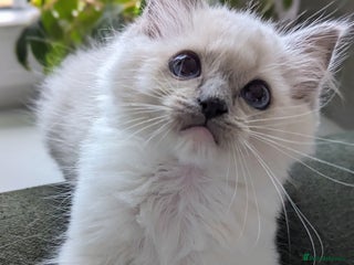 Ragdoll cats - Advert 14