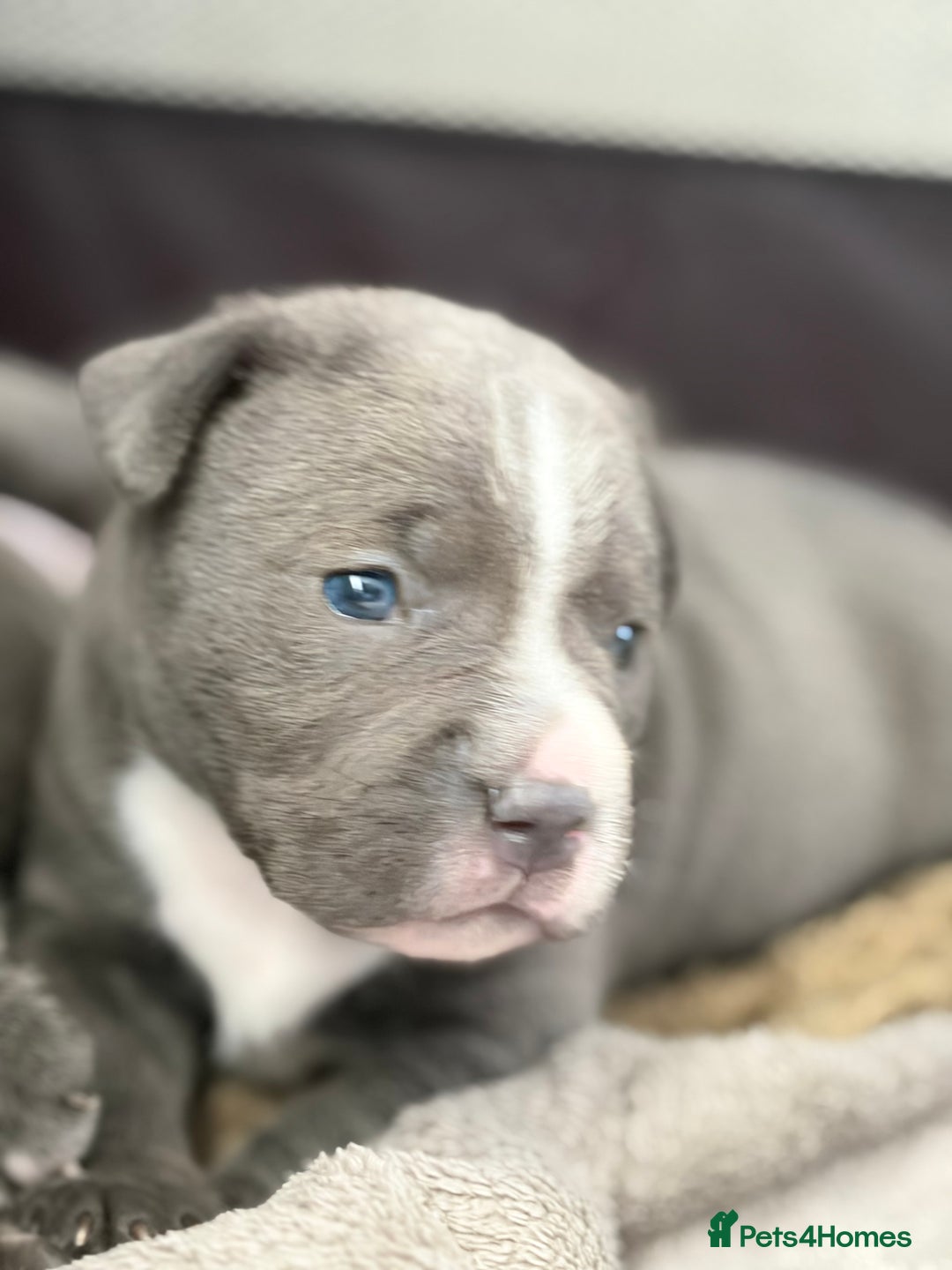 Staffordshire Bull Terrier dogs for sale: Blue Staffordshire bull terrier girl. - Advert 6