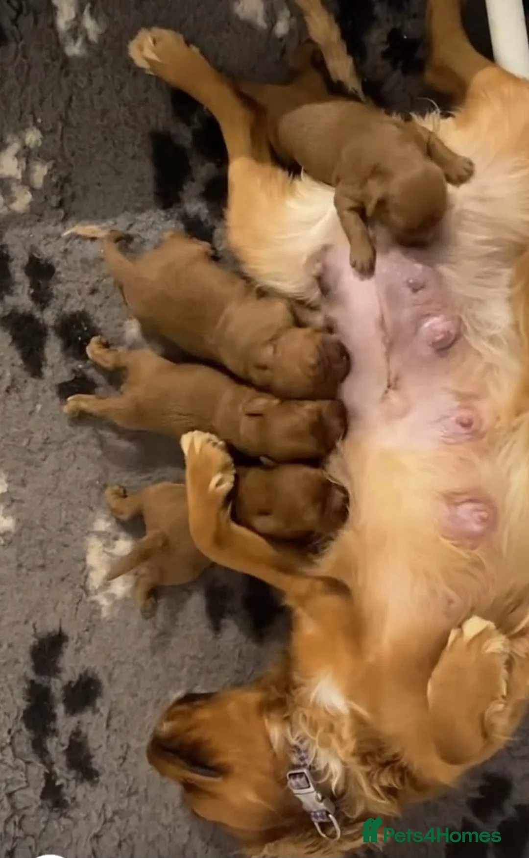 Cavapoo dogs for sale: STUNNING DEEP RED CAVAPOOS - Advert 3