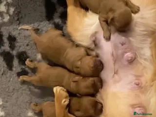 Cavapoo dogs STUNNING DEEP RED CAVAPOOS in Manchester - Advert 2