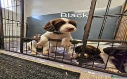 English Springer Spaniel dogs for sale: Springer spaniel pups  - Image 2