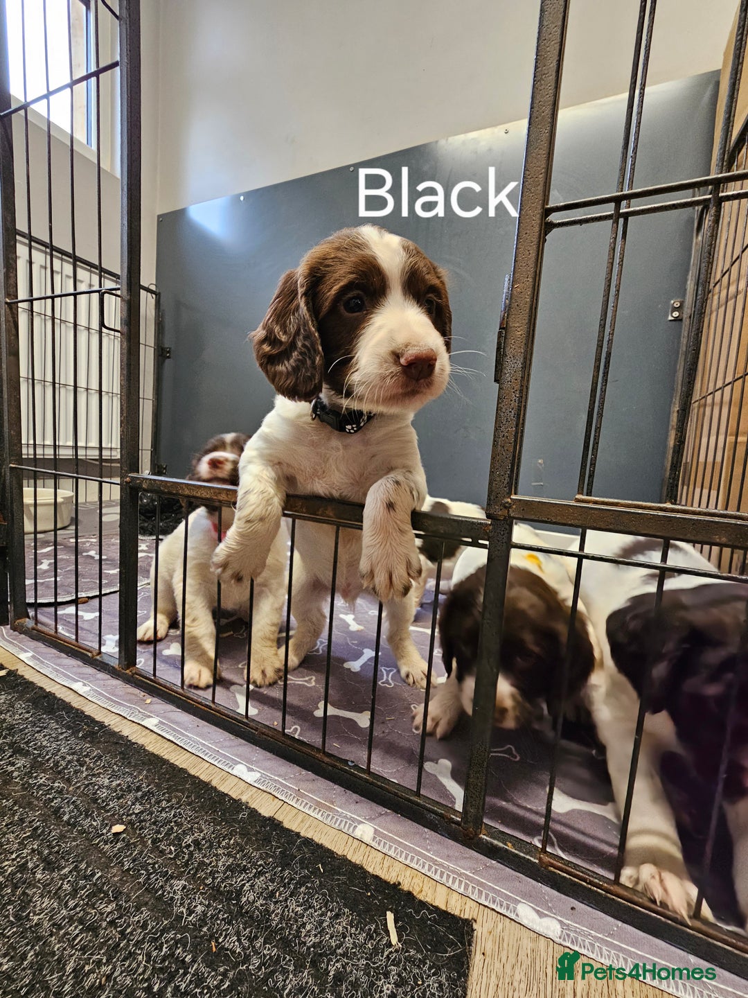 English Springer Spaniel dogs for sale: Springer spaniel pups  - Image 2