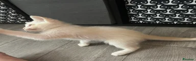 Ragdoll 2