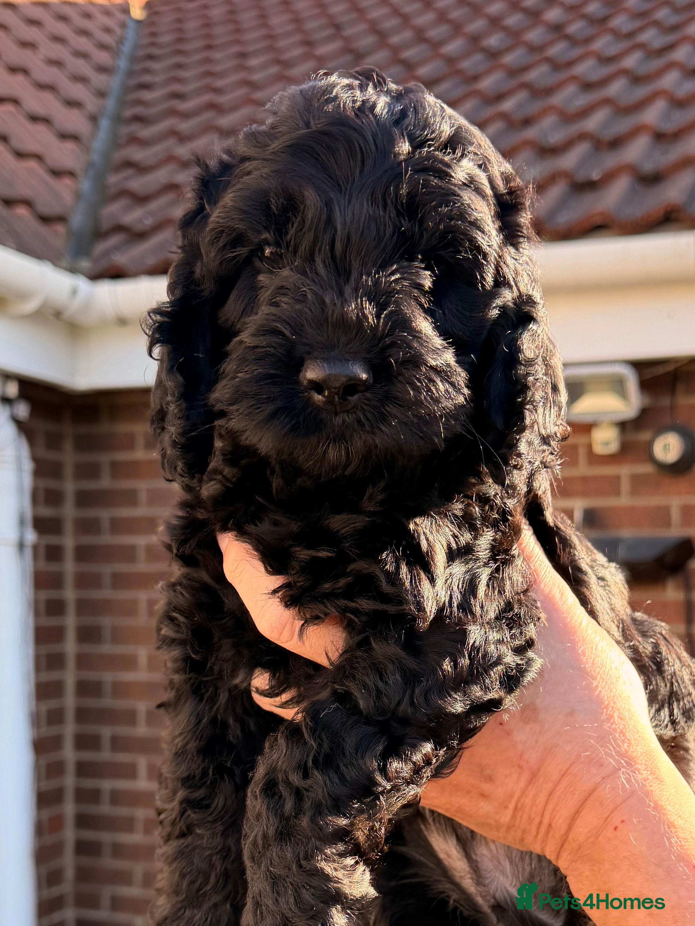 Cockapoo dogs F1 Cockapoo Puppies - Advert 3