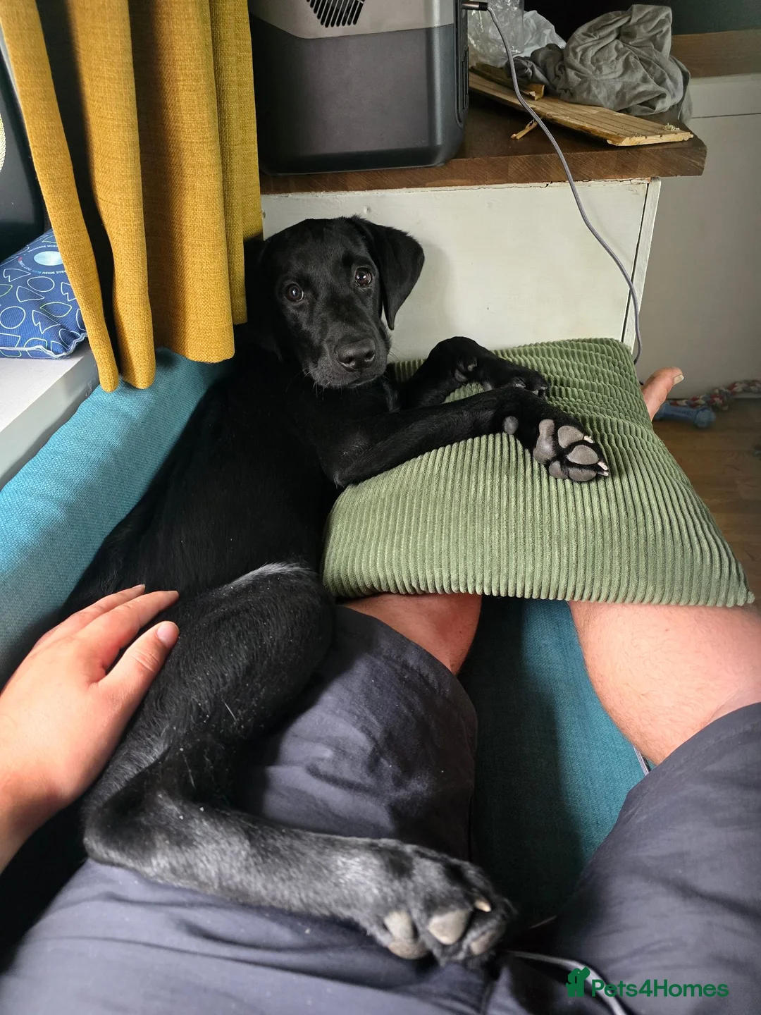 Labrador Retriever dogs for sale: Black Labrador Puppy (M) in Hope Valley - Advert 5