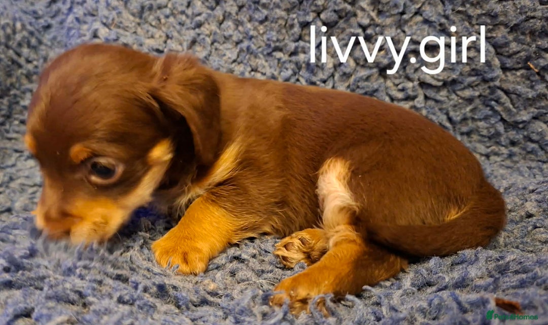 Jackapoo dogs for sale: JACKAPOO PUPPIES - Advert 10