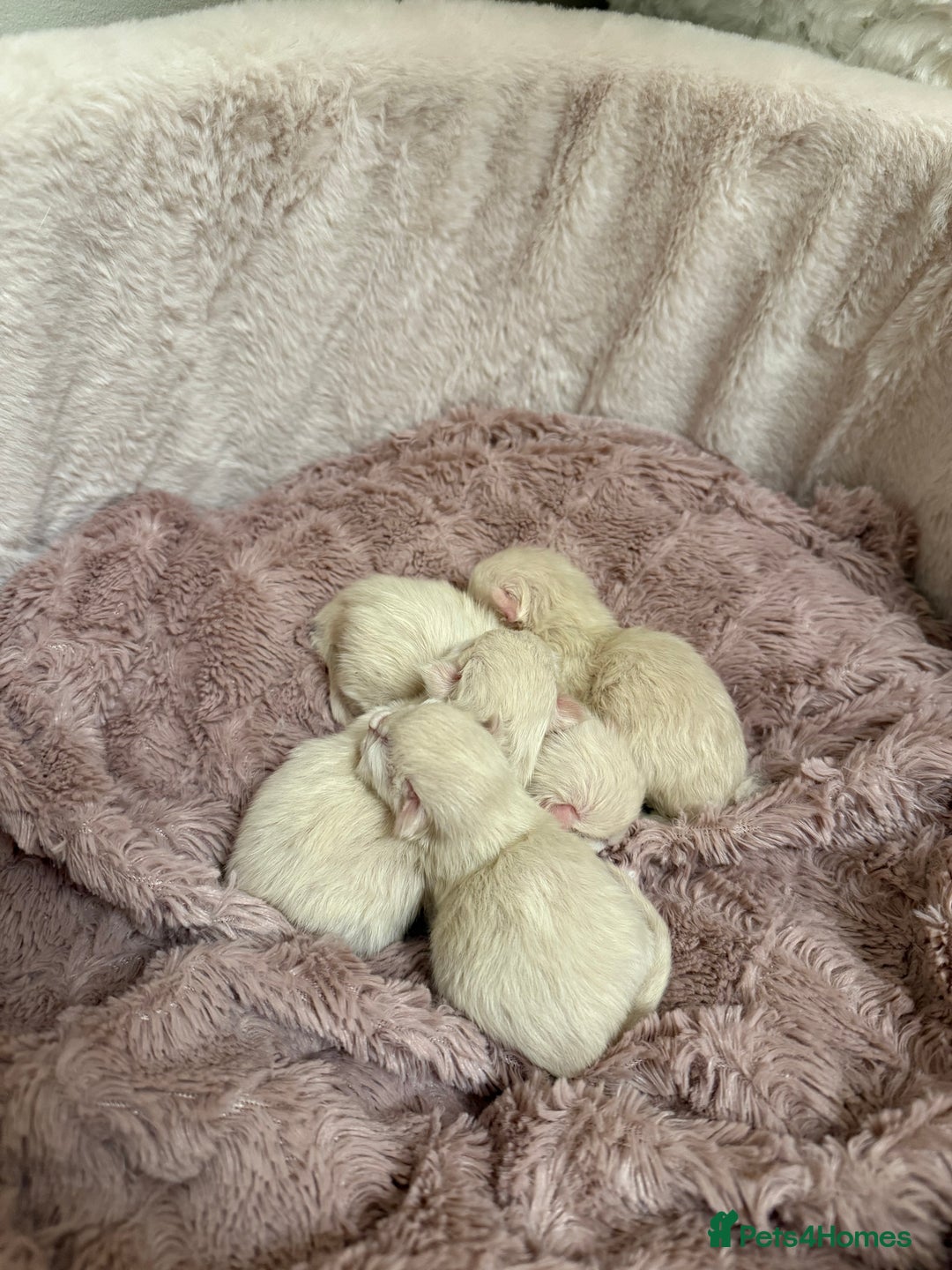 Ragdoll cats for sale: 🎀 Purebred European Ragdoll kittens 🎀  - Image 11