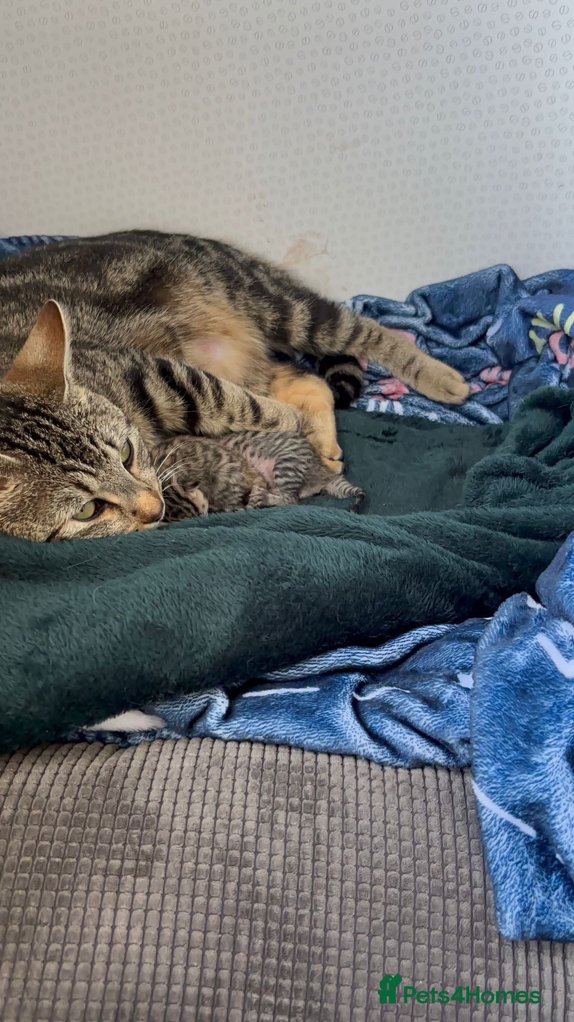 Mixed Breed cats Tabby kittens for sale - Advert 5