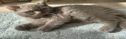 Brazilian Shorthair cats for sale: 5 British shorthair kittens - Advert 18