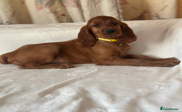Irish Setter dogs - Advert 1