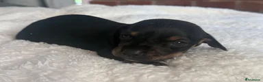 Dachshund 2