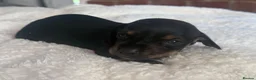 Dachshund dogs for sale: Beautiful little of Dachshunds  - Advert 5