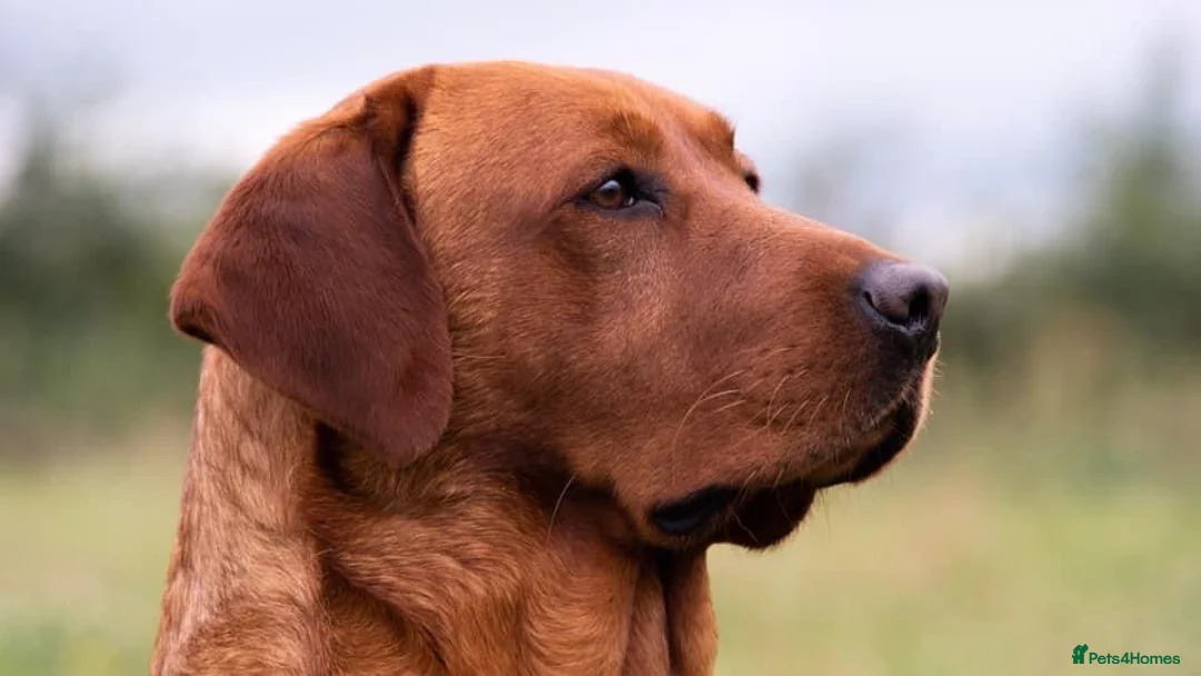 Labrador Retriever dogs for stud: Fox red labrador for stud- FULLY HEALTH TESTED  in Leyburn - Advert 10