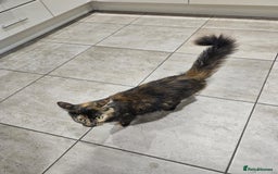 Mixed Breed cats for sale: kittens - Image 2