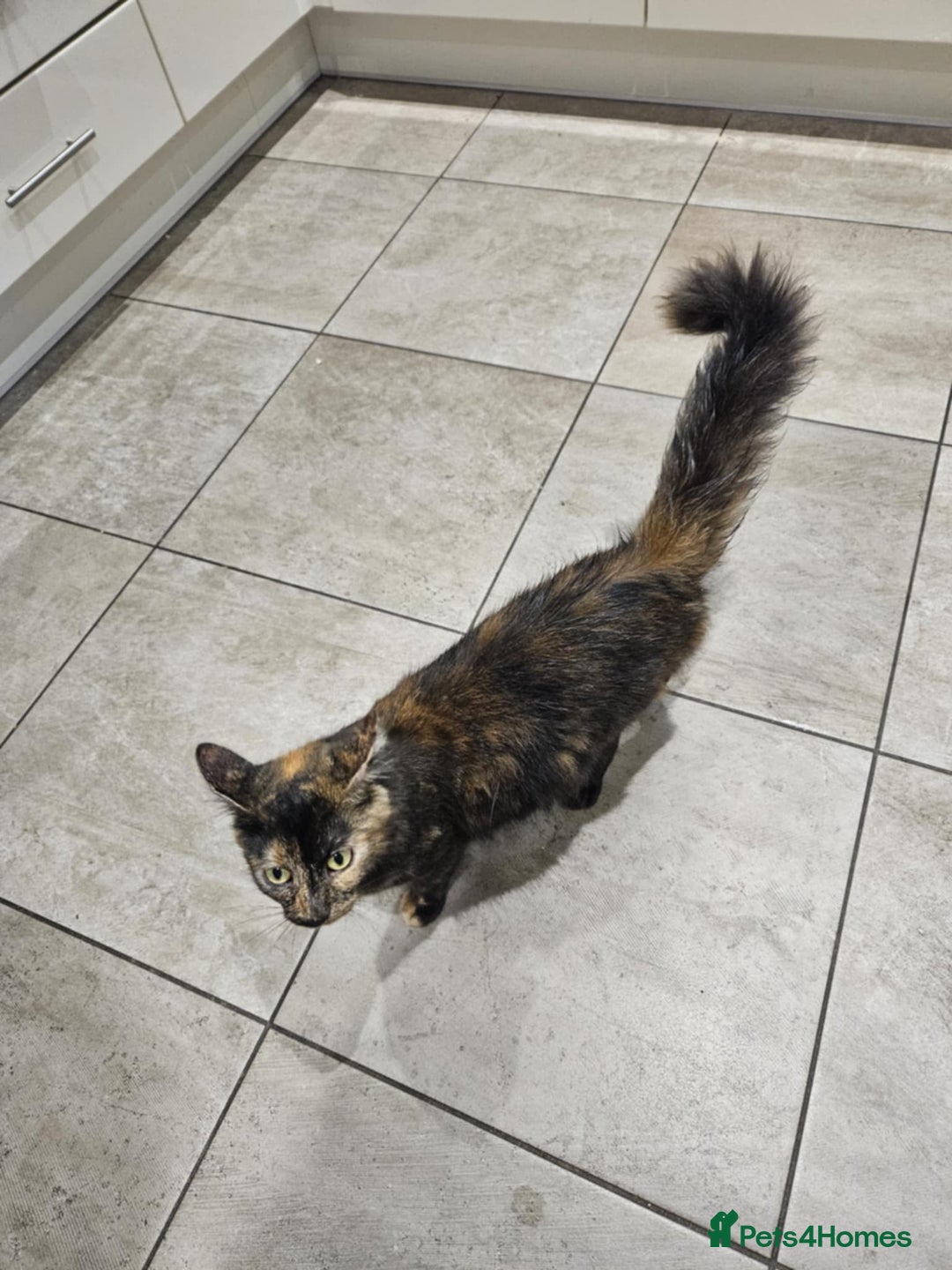 Mixed Breed cats for sale: kittens - Image 2