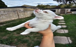 Chihuahua dogs for sale: Lovely Chihuahua Puppies looking for a Loving Home - Image 14