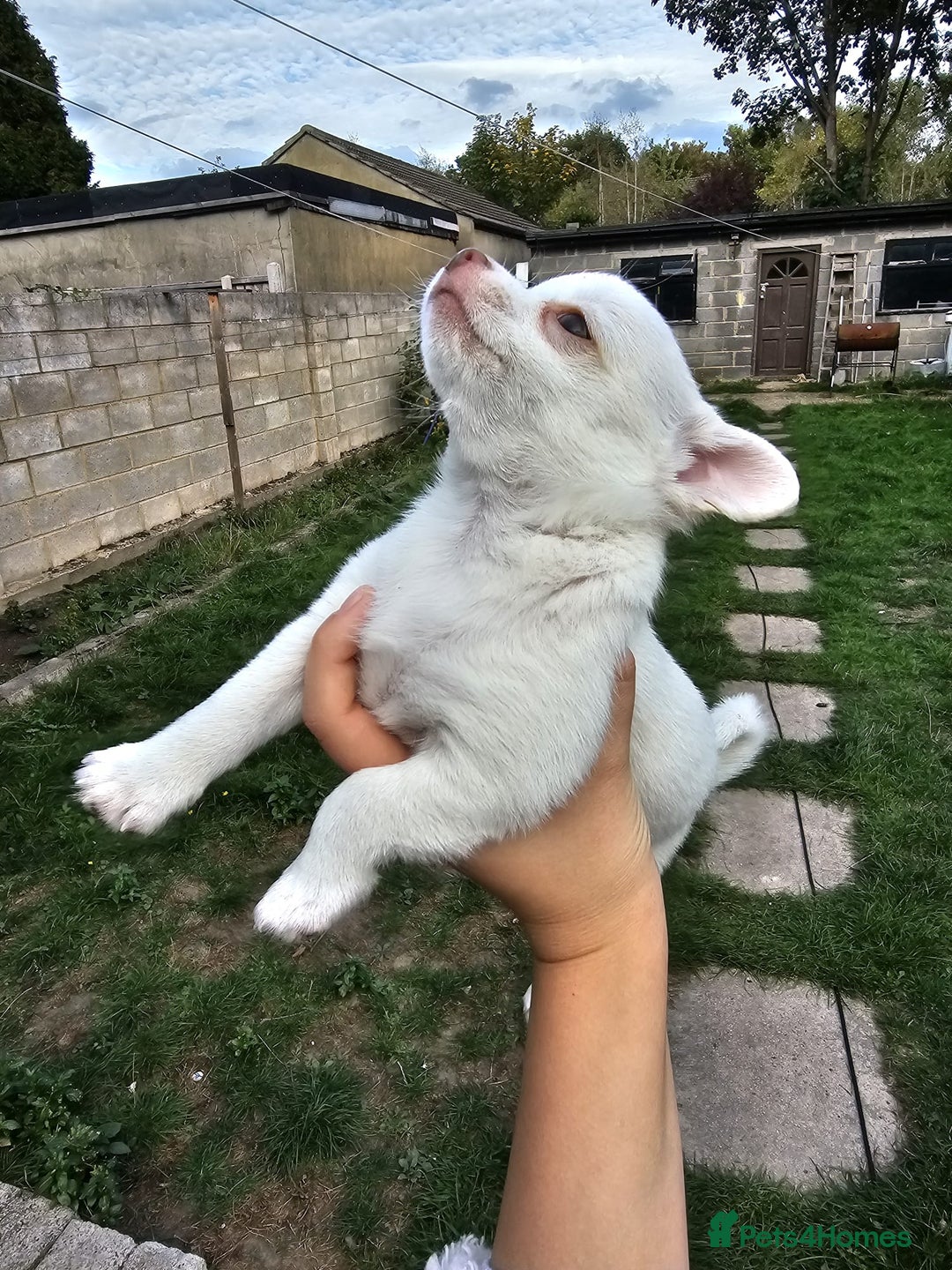 Chihuahua dogs for sale: Lovely Chihuahua Puppies looking for a Loving Home - Image 14