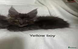 Maine Coon cats for sale: Stunning Maincoon kittens - Image 15