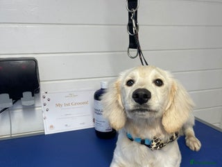 Cockapoo dogs 8/9 months cockerpoo male - Advert 9