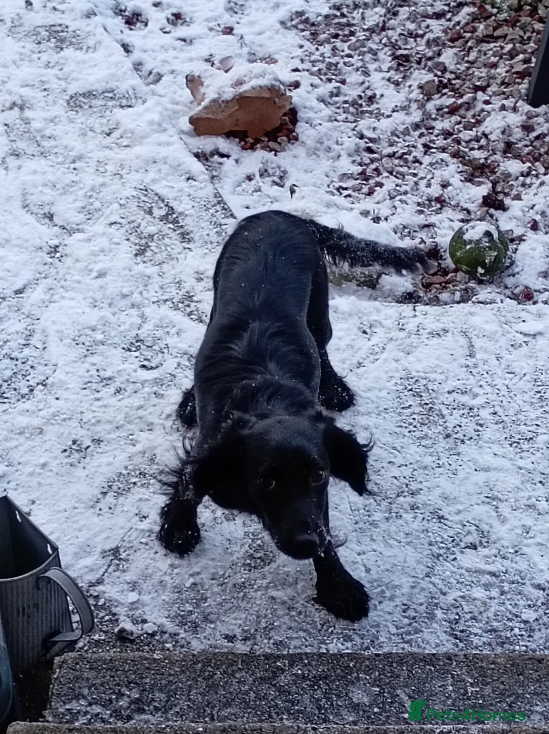 Cocker Spaniel dogs for sale: Cocker spaniel pup  - Advert 6