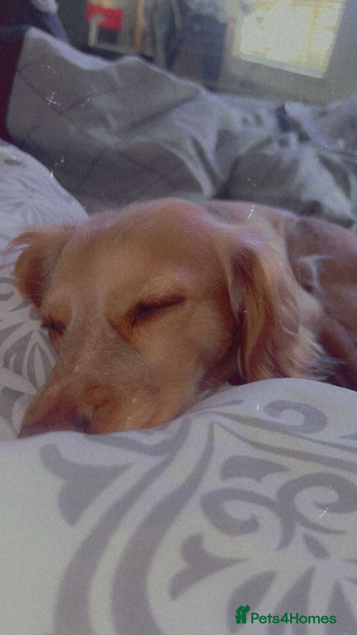 Cockapoo dogs for sale: Cocker spaniel X Cockapoo Puppies pending. 🐶 in Staines - Advert 1