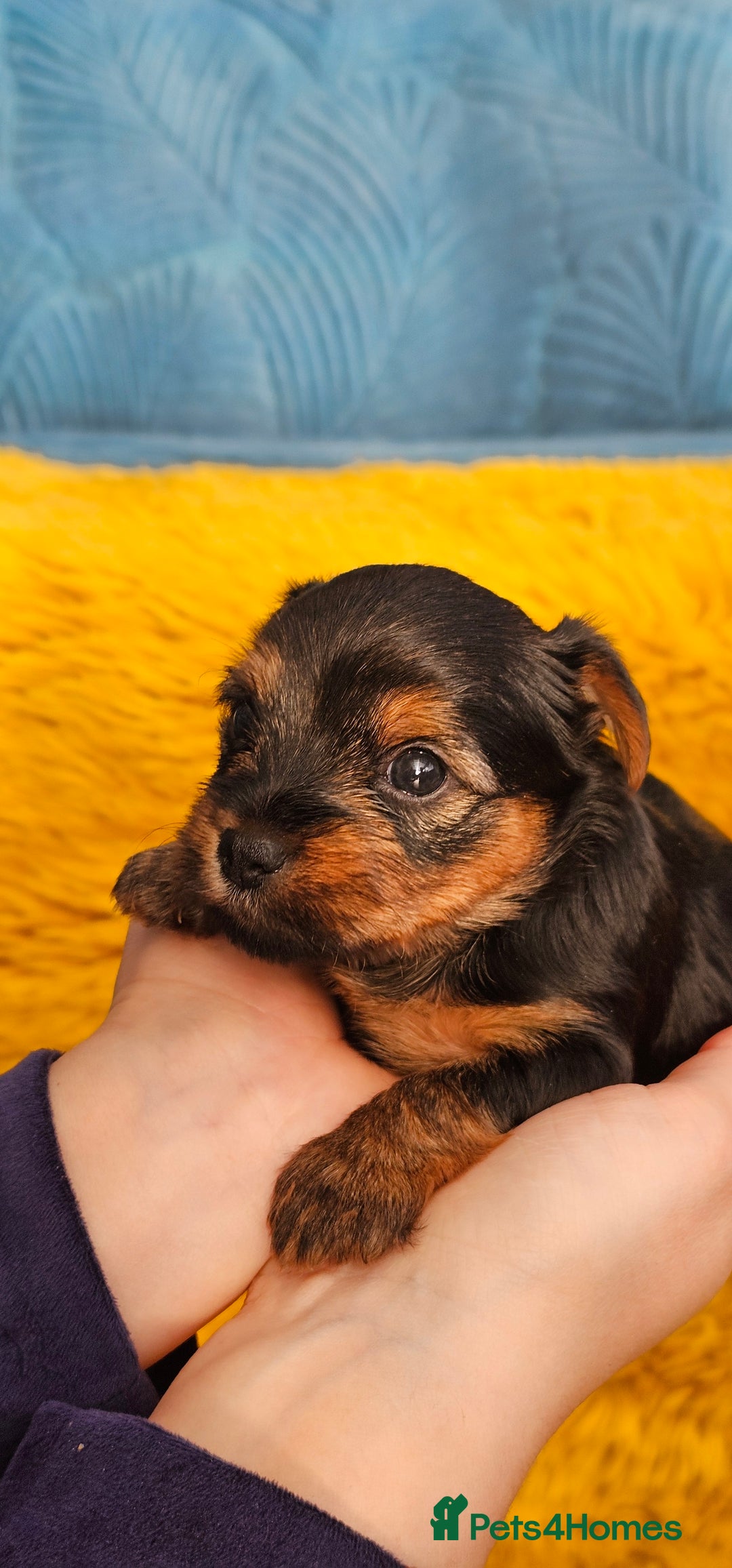 Yorkshire Terrier dogs for sale: Yorkshire Terrier puppies - Advert 7