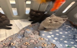 British Shorthair cats for sale: Beautiful British shorthair champion bloodlines - Image 31